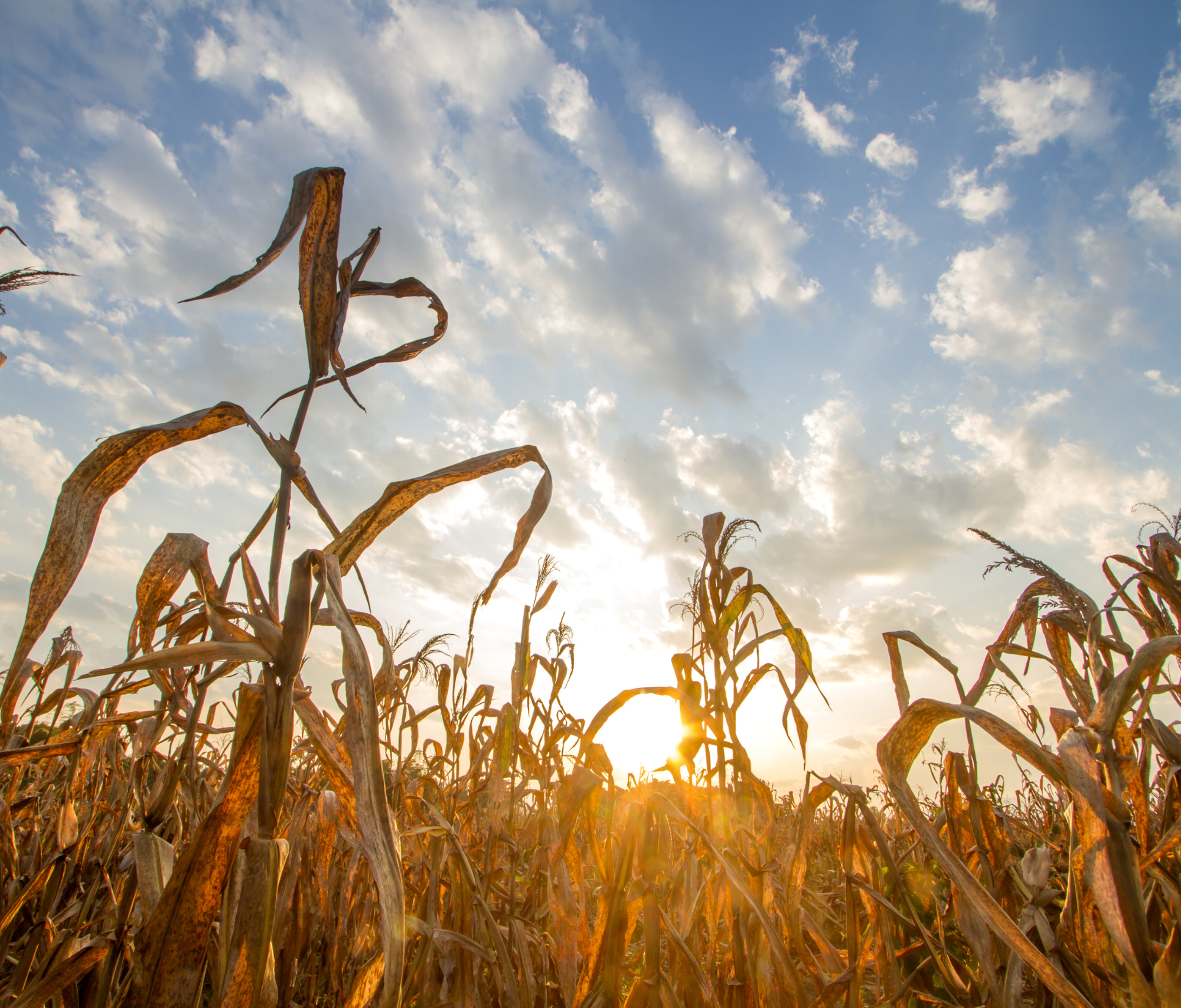 CONDIÇÃO CLIMÁTICA NO AGRO